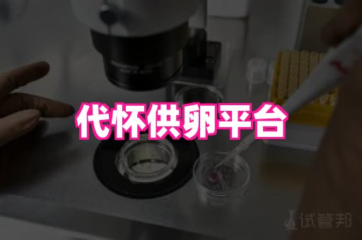 gfg孕网 4